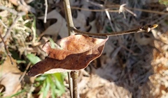 Amphibolips acuminata