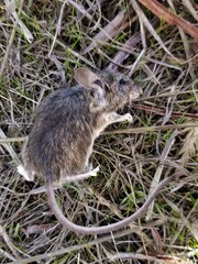 Peromyscus truei