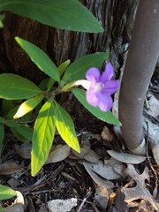 Ruellia dipteracanthus