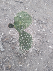 Opuntia lasiacantha
