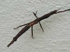 Pterinoxylus spinulosus