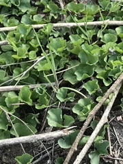 Dichondra occidentalis