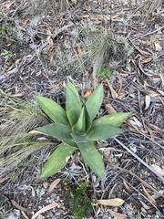 Agave sylvesteriana