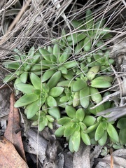 Echeveria bicolor