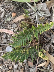 Pleopeltis orientalis