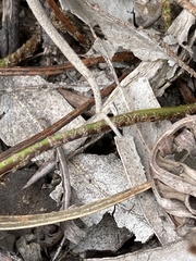 Pleopeltis orientalis