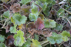 Dichosciadium ranunculaceum