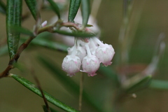 Andromeda polifolia glaucophylla