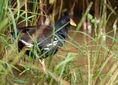 Paragallinula angulata