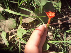 Ipomoea indivisa