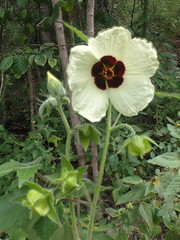 Hibiscus vitifolius