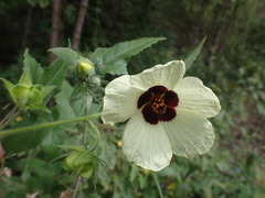 Hibiscus vitifolius