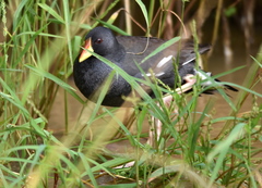 Paragallinula angulata