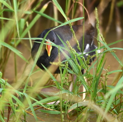 Paragallinula angulata