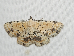 Sandava scitisignata