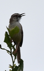 Prinia subflava affinis