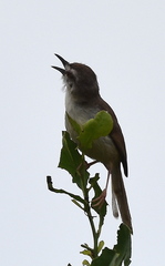 Prinia subflava affinis