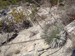 Agave rzedowskiana