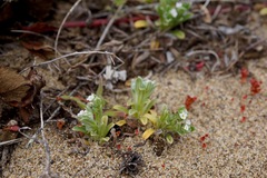 Cryptantha leiocarpa
