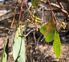 Eucalyptus behriana