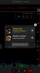 Parastrellus hesperus