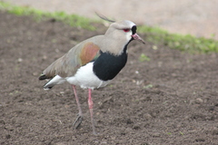 Vanellus chilensis