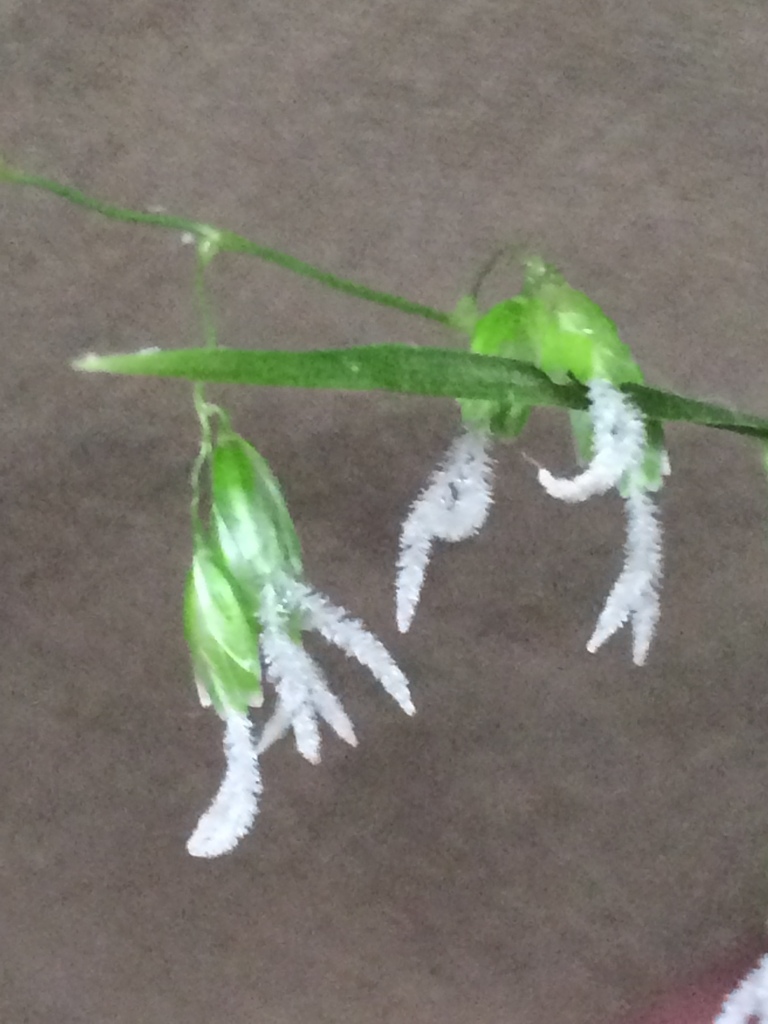 California sweet grass