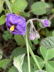 Solanum caripense