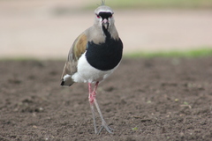 Vanellus chilensis