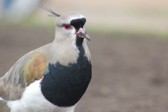 Vanellus chilensis
