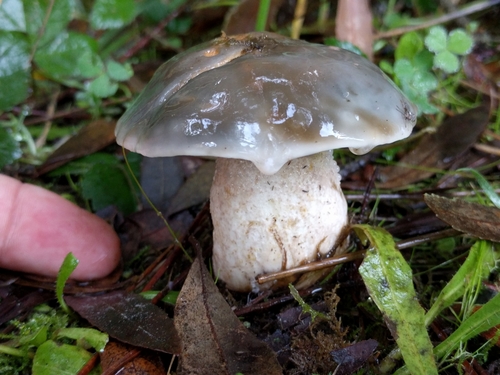 Pungent Slippery Jack