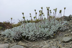 Celmisia allanii