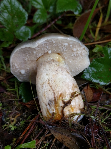 Pungent Slippery Jack