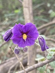 Solanum caripense