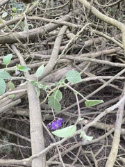Solanum caripense