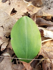 Cypripedium acaule