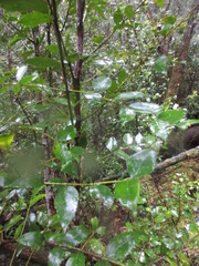 Atherosperma moschatum moschatum