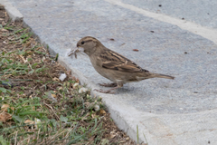 Passer domesticus