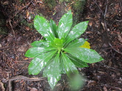 Anopterus glandulosus