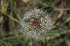 Taraxacum tianschanicum