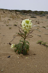 Erysimum concinnum