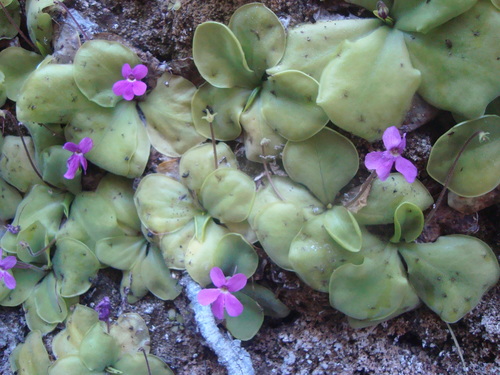 Pinguicula zamudioana