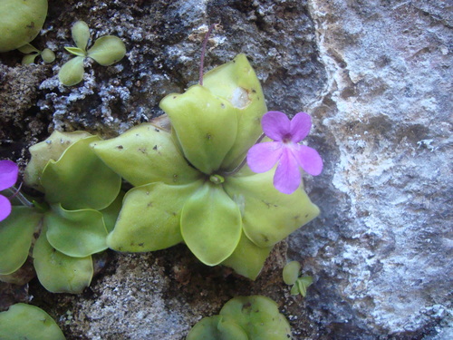 Pinguicula zamudioana