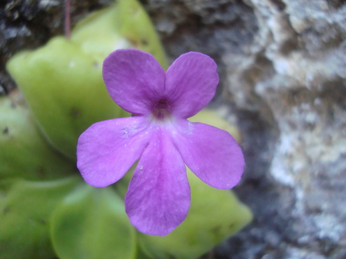 Pinguicula zamudioana