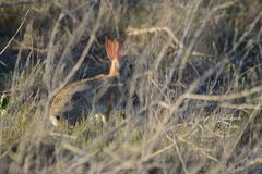 Sylvilagus audubonii