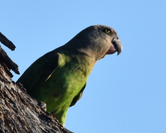 Poicephalus cryptoxanthus cryptoxanthus