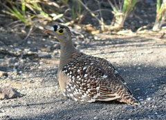 Pterocles bicinctus multicolor