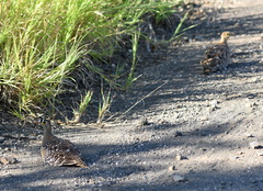 Pterocles bicinctus multicolor