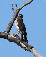 Micronisus gabar gabar