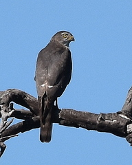 Micronisus gabar gabar